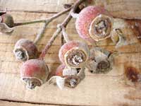 Frosted Rosehips