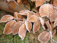 Frosted Beeach Leaves