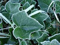 Ivy Leaves